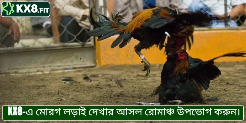 KX8-এ মোরগ লড়াই দেখার আসল রোমাঞ্চ উপভোগ করুন।