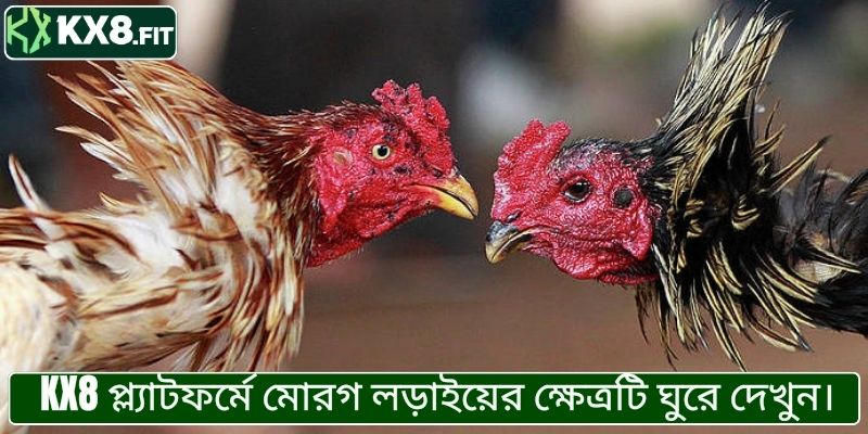 KX8 মোরগ লড়াই প্ল্যাটফর্ম ও এর সুবিধা সম্পর্কে জানুন
