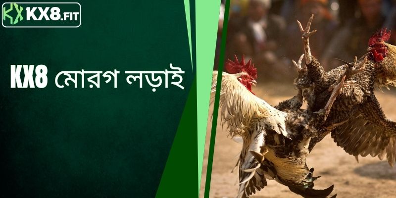 KX8 মোরগ লড়াই - উচ্চ পেআউট রেট সহ নিরাপদ বাজির অভিজ্ঞতা অর্জন করুন