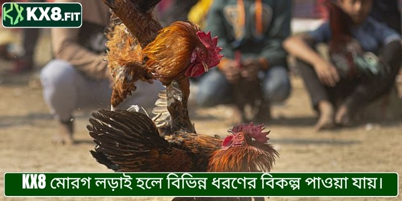 KX8 মোরগ লড়াই হলে বিভিন্ন ধরণের বিকল্প পাওয়া যায়।