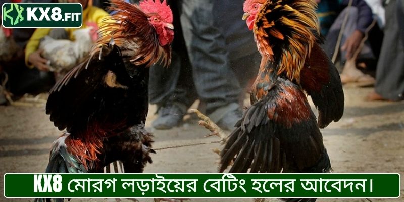 KX8 মোরগ লড়াইয়ের বেটিং হলের আবেদন।